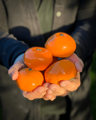 Mandarynki Ceramiczne